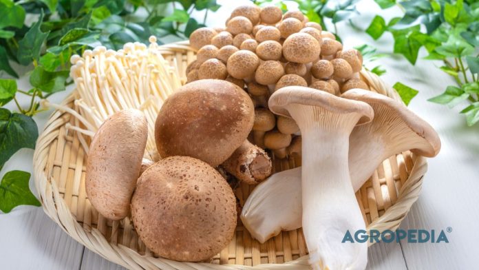 7-jenis-jamur-menguntungkan-dibudidayakan Kolase tujuh jenis jamur konsumsi menguntungkan: Jamur Tiram, Enoki, Shimeji, Merang, Kuping, Shiitake, dan Kancing.