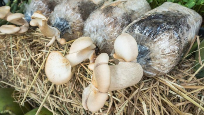hama-penyakit-jamur Perbandingan baglog jamur sehat berwarna putih bersih dengan baglog yang terkontaminasi jamur hijau (Trichoderma) dan berkapang.