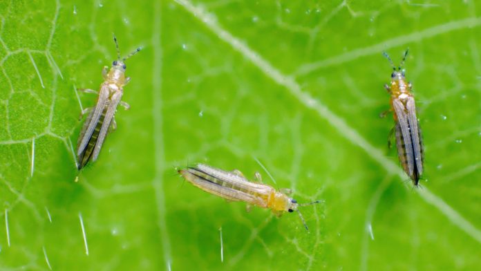 hama-thrips-pada-cabai Gejala serangan hama thrips pada daun cabai yang menyebabkan keriting dan menguning