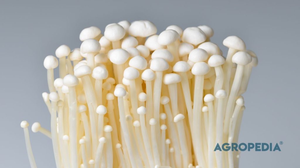 Jamur enoki segar dengan batang putih panjang dan tudung kecil, sering digunakan untuk hot pot dan tumisan.
