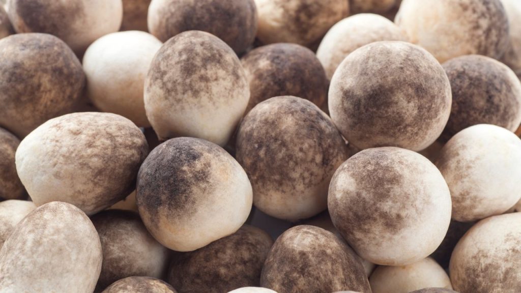 Jamur merang segar dengan bentuk bulat dan warna coklat muda, biasanya digunakan untuk masakan berkuah seperti sup dan capcay