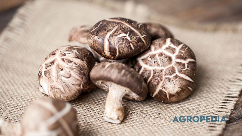 Jamur shiitake segar dengan payung yang coklat dan mekar, dikenal sebagai jamur premium dengan harga jual tinggi.