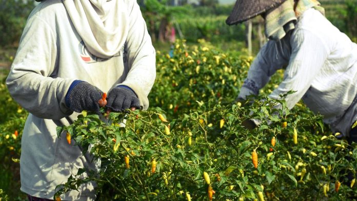 panen-dan-pasca-panen-cabai Proses panen dan penanganan pasca panen cabai yang benar untuk menjaga kualitas