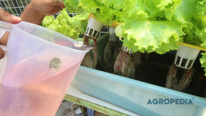 cara-penggunaan-nutrisi-hidroponik-ab-mix Cara Penggunaan Nutrisi Hidroponik AB Mix yang Benar untuk Pemula