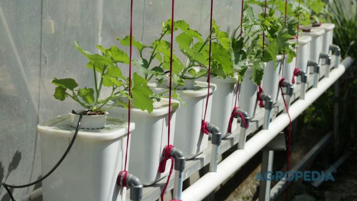 contoh-sistem-dutch-bucket-hidroponik contoh sistem dutch bucket sistem hidroponik