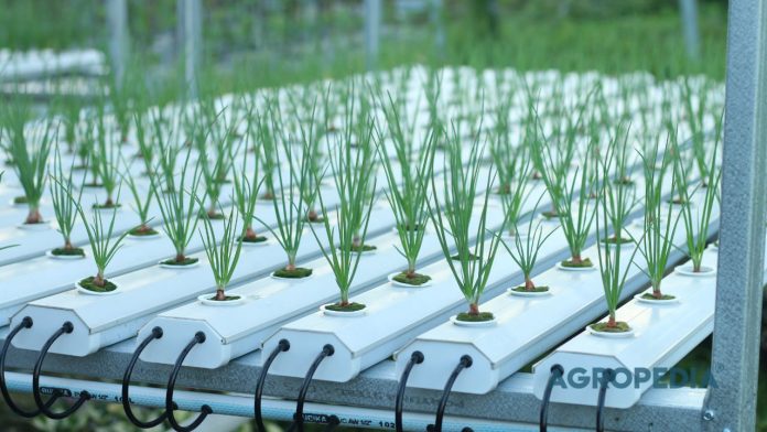 nft-hidroponik NFT Hidroponik: Sistem Efisien untuk Sayuran Daun