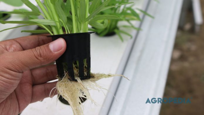 panduan-hidroponik-pemula Panduan Hidroponik untuk Pemula