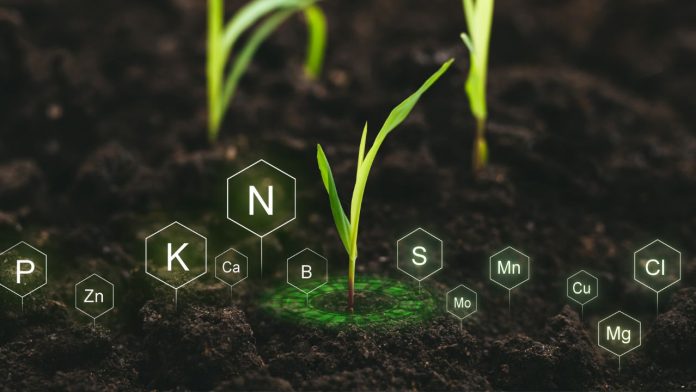 pupuk-nitrogen-untuk-tanaman Ilustrasi peran pupuk nitrogen dalam pertumbuhan vegetatif tanaman