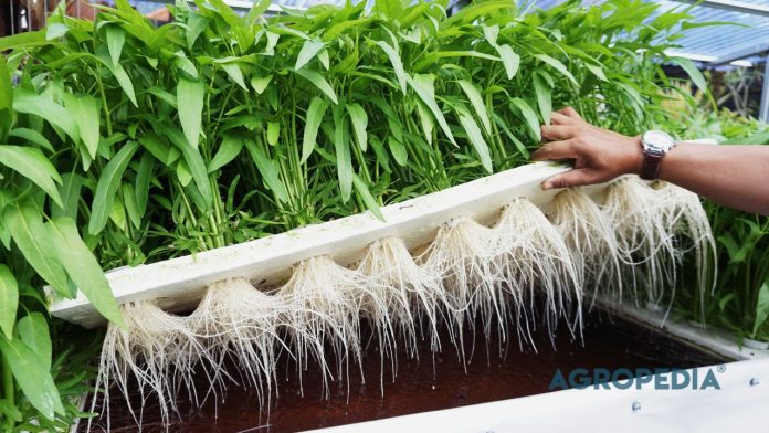 rakit-apung-hidroponik Rakit Apung Hidroponik: Sistem Statis Paling Stabil untuk Pemula