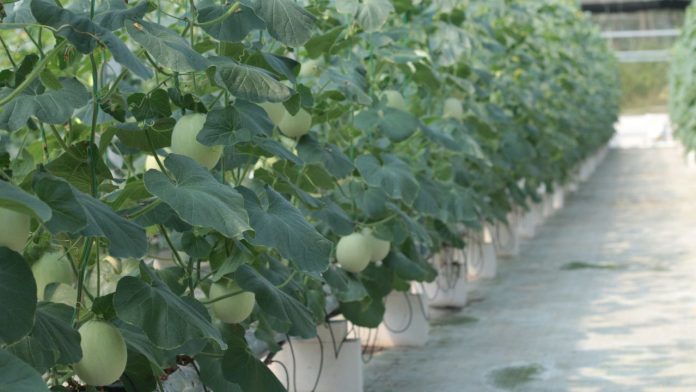 sistem-drip-irigasi-hidroponik