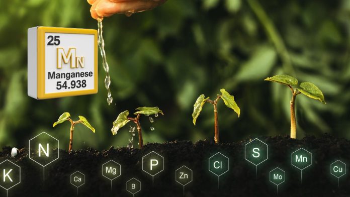 unsur-hara-mangan-klorosis Ilustrasi klorosis daun akibat kekurangan unsur hara mangan pada tanaman