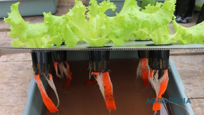 wick-system-hidroponik Wick System adalah sistem hidroponik paling sederhana tanpa listrik. Pelajari cara kerja, kelebihan, kekurangan, dan tanaman yang cocok untuk pemula.