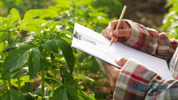 manajemen-governance-pertanian Ilustrasi manajemen dan governance dalam usaha pertanian