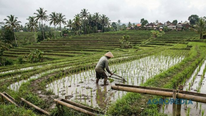 kredit-karbon-pertanian lahan pertanian dan sistem budidaya yang berkaitan dengan pengelolaan emisi karbon