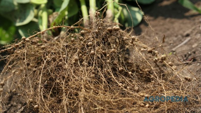 bakteri-fiksasi-nitrogen-rhizobium Bintil akar pada tanaman kacang-kacangan yang menjadi tempat berlindung bakteri Rhizobium saat melakukan fiksasi nitrogen dari udara.