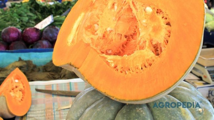 kalium-pada-tanaman-buah-berbobot Perbandingan buah yang tumbuh kerdil akibat kekurangan kalium versus buah panen yang padat dan berbobot dengan suplai kalium yang optimal.