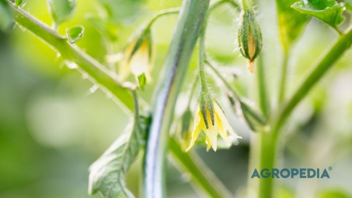 mencegah-bunga-dan-buah-rontok Bunga dan calon buah muda yang berguguran di tanah akibat defisiensi nutrisi mikro kalsium dan boron pada jaringan tanaman.