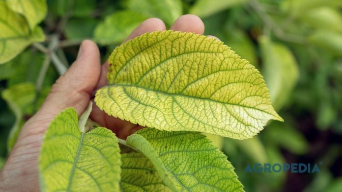 rahasia-fosfor-pupuk-membatu Daun tanaman berubah menjadi ungu kusam, menunjukkan gejala khas tanaman yang tidak mampu menyerap unsur fosfor (P) dari tanah.