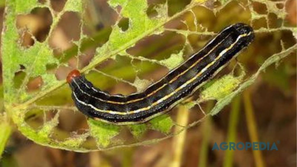 Ulat grayak jagung fase larva dalam siklus hidup hama