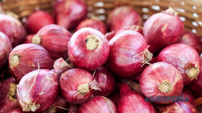 analisa-usaha-bawang-merah-keuntungan Seorang petani bawang merah sedang mencatat hasil panen umbi yang melimpah, merepresentasikan keuntungan dan keberhasilan analisa usaha tani.