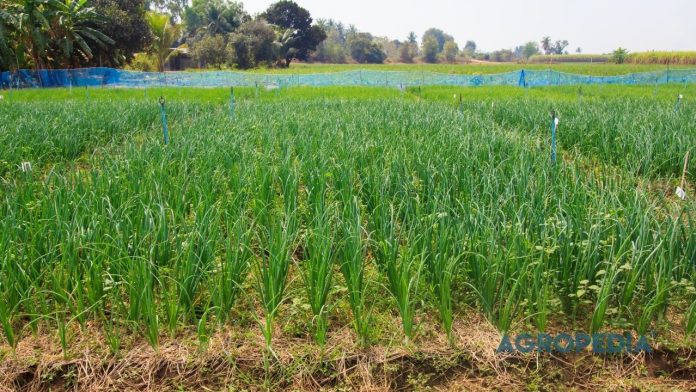 bawang-merah-musim-hujan-stres Daun tanaman bawang merah yang patah dan terserang penyakit trotol (bercak ungu) akibat tingginya curah hujan dan kadar nitrogen berlebih.