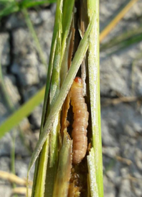 Larva hama tanaman penggerek batang kuning di dalam jaringan batang padi yang menyebabkan penyakit sundep dan beluk.