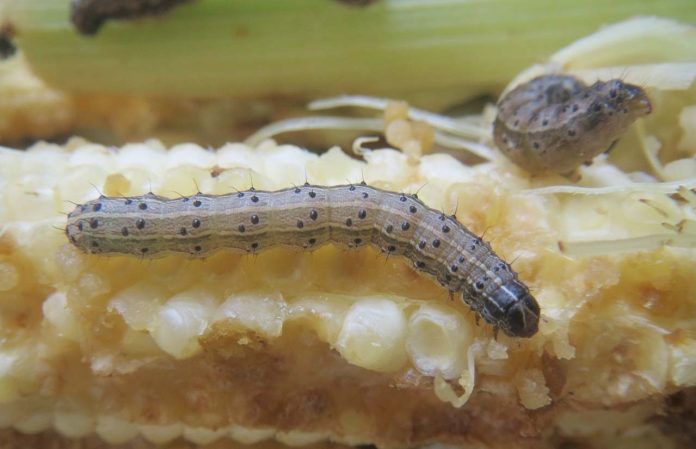 hama-tanaman-ulat-grayak-jagung Larva hama tanaman ulat grayak dengan ciri khas huruf Y terbalik yang merusak dan melubangi pucuk daun jagung.