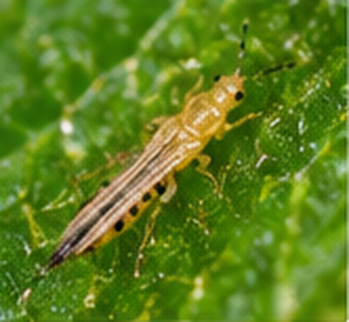 Bentuk fisik hama tanaman thrips sangat kecil yang merusak bunga muda dan menyebabkan bercak keperakan pada daun.