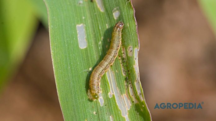 inovasi-pesat-biostimulant-peptida Daun tanaman hijau yang pulih dan tumbuh tebal berkat aplikasi biostimulan asam amino laut dari ekstrak ikan dan teripang serta perlindungan hama NPV.