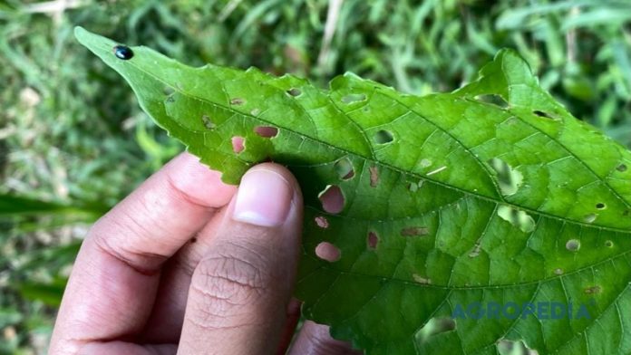memahami-siklus-hidup-hama Ilustrasi tahapan siklus hidup hama mulai dari telur, larva, pupa, hingga serangga dewasa.
