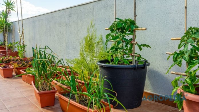 membaca-arah-sinar-matahari-balkon-tanaman Ilustrasi grafis bayangan matahari yang menyinari balkon apartemen pada pagi, siang, dan sore hari, dengan penempatan pot yang berbeda-beda.