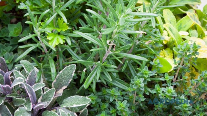 membangun-wellness-garden-apotek-hidup Sudut teras rumah estetik yang dipenuhi pot-pot berisi tanaman herbal segar seperti rosemary, daun mint, lidah buaya, dan rambatan bunga telang.
