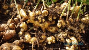 menanam-jahe-merah-kunyit-karung Karung beras bekas dan planter bag berisi rimbunan daun tanaman jahe merah serta kunyit yang diletakkan berjajar di sudut teras rumah.