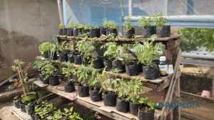 menanam-sayur-bumbu-dapur-polibag-ketahanan-pangan Barisan polibag hitam yang tersusun rapi di rak teras rumah, dipenuhi kangkung, selada, dan daun bawang yang tumbuh subur.