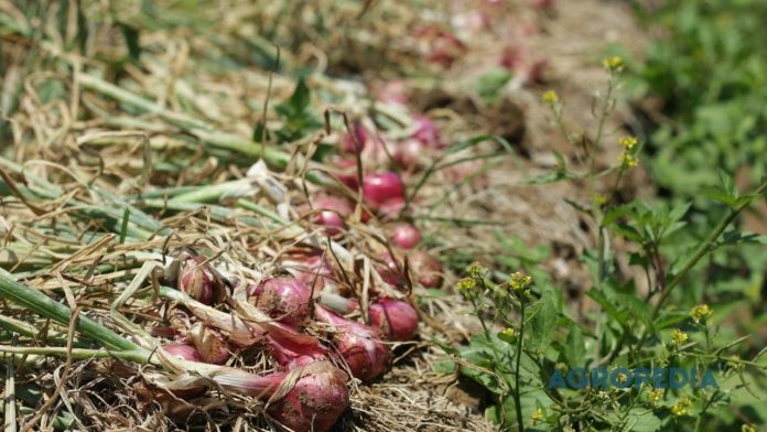 mencegah-moler-bawang-merah-fusarium Tanaman bawang merah yang terserang penyakit moler (layu fusarium), ditandai dengan daun melintir dan akar yang membusuk akibat patogen tanah.