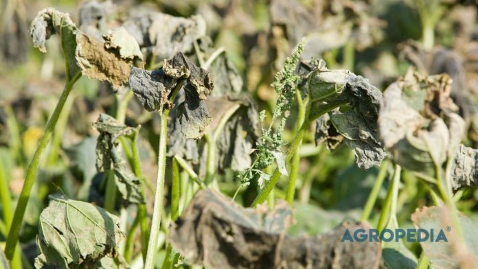 mengatasi-layu-fusarium-agen-hayati Seorang petani mengamati tanamannya yang terserang penyakit layu fusarium akibat kegagalan pengobatan menggunakan fungisida sintetis.