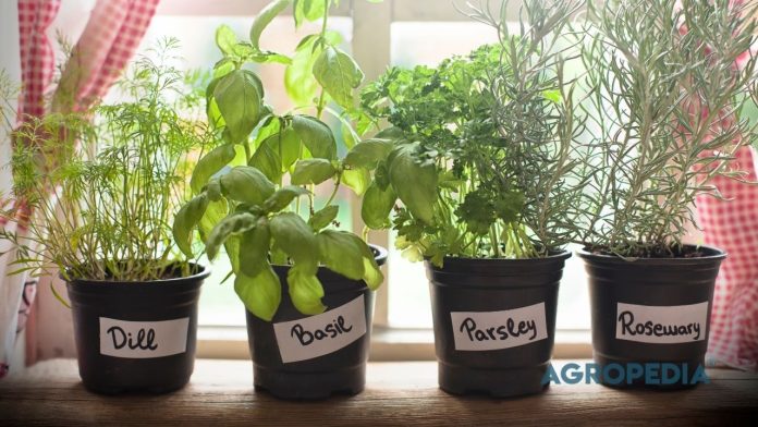merawat-bumbu-dapur-minim-cahaya-balkon Pot-pot kecil berisi rumpun daun bawang, seledri hijau rimbun, dan kemangi yang tertata rapi di ambang jendela dapur yang teduh.