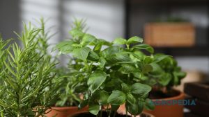 merawat-mint-rosemary-telang-pot-teh-herbal Cangkir berisi seduhan teh herbal berdampingan dengan pot tanaman rosemary, daun mint segar, dan rambatan bunga telang di teras rumah.
