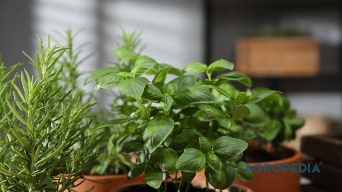 merawat-mint-rosemary-telang-pot-teh-herbal Cangkir berisi seduhan teh herbal berdampingan dengan pot tanaman rosemary, daun mint segar, dan rambatan bunga telang di teras rumah.