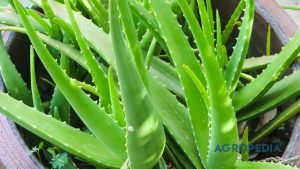 merawat-tanaman-p3k-lidah-buaya-binahong Pot tanaman lidah buaya (aloe vera) yang berdaging tebal berdampingan dengan daun binahong hijau berbentuk hati yang merambat di ambang jendela yang terang.