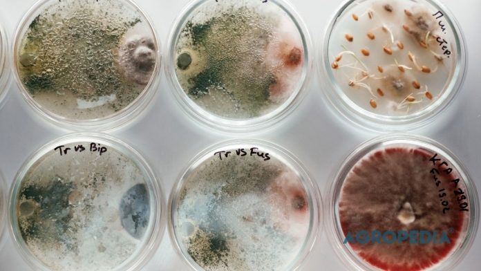 panduan-lengkap-jamur-trichoderma Ilustrasi jaringan jamur Trichoderma yang berkoloni melindungi sistem perakaran tanaman dari serangan patogen tular tanah pembawa penyakit layu fusarium.