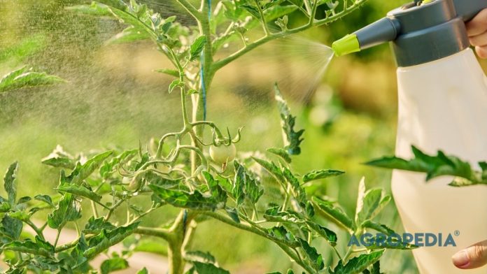 pestisida-nabati-minyak-neem-kutu-putih Sebotol minyak neem murni berdampingan dengan botol penyemprot berisi cairan pestisida nabati di dekat daun tanaman yang sehat.