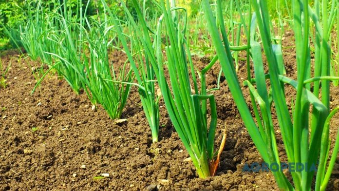 pucuk-daun-kuning-bawang-merah Gejala mati pucuk atau ujung daun bawang merah yang menguning dan mengering akibat tanaman kekurangan suplai unsur Kalsium dan Boron di fase generatif.