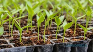 rotasi-semai-sayuran-daun-panen-mingguan Tiga nampan semai yang menunjukkan perbedaan usia bibit sayuran, mulai dari benih yang baru berkecambah hingga bibit berdaun empat yang siap pindah tanam ke polibag.