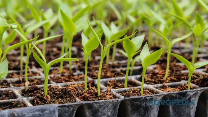 rotasi-semai-sayuran-daun-panen-mingguan Tiga nampan semai yang menunjukkan perbedaan usia bibit sayuran, mulai dari benih yang baru berkecambah hingga bibit berdaun empat yang siap pindah tanam ke polibag.
