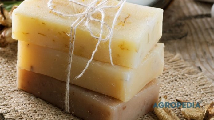sabun-kalium-vs-sabun-cuci-piring-tanaman Perbandingan botol sabun cuci piring komersial berwarna hijau dengan botol sabun kalium pertanian berwarna kekuningan di sebelah pot tanaman.