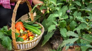 teknik-cut-and-come-again-panen-sayur Tangan seseorang memotong pangkal batang kangkung menggunakan gunting pangkas yang tajam, menyisakan sedikit tunas muda di atas permukaan tanah polibag.