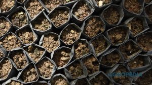 trichoderma-media-polibag-bekas-cegah-layu Tangan seorang pekebun sedang menaburkan serbuk agen hayati Trichoderma ke atas hamparan media tanam bekas yang sedang dijemur untuk didaur ulang.