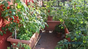 vertical-gardening-rak-polibag-hemat-tempat Rak besi bertingkat di teras rumah yang tertata rapi dipenuhi pot dan polibag berisi sayuran daun hijau yang subur.